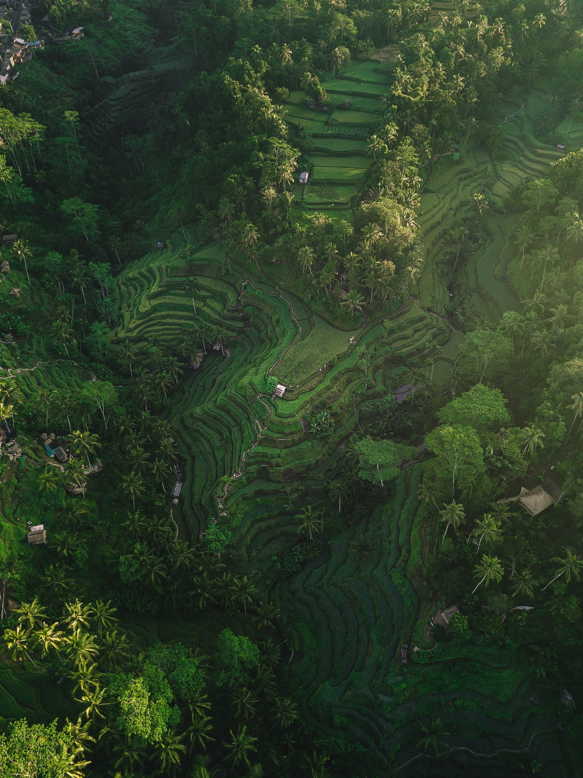 terasering-sawah-tegalalang-yang-sangat-terjaga